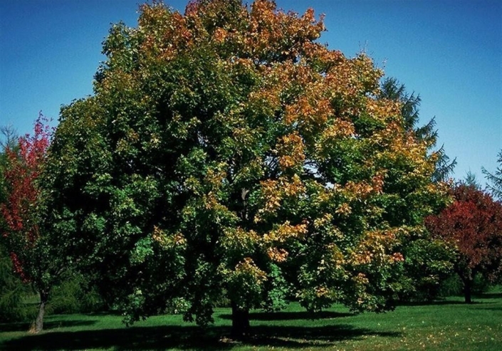 Deciduous & Shade Trees • Trees on the Move