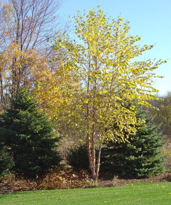 Deciduous & Shade Trees • Trees on the Move